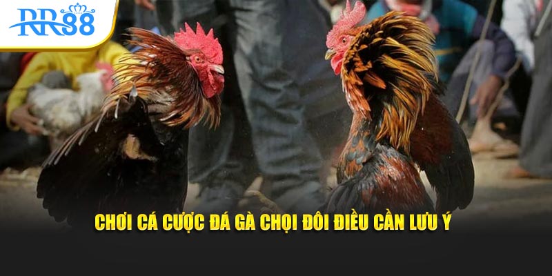 Chơi cá cược đá gà chọi đôi điều cần lưu ý